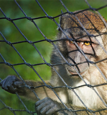 Monkey Safety Nets in nagapur